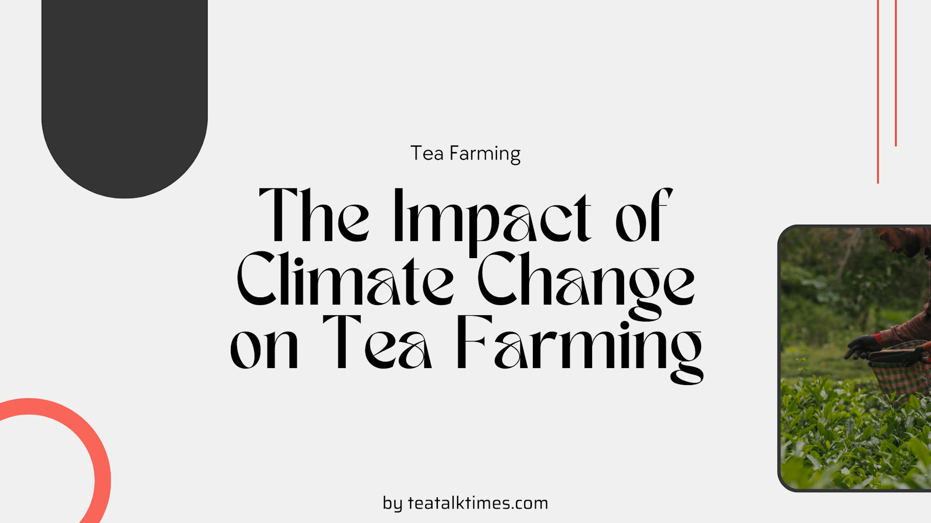 The Impact of Climate Change on Tea Farming