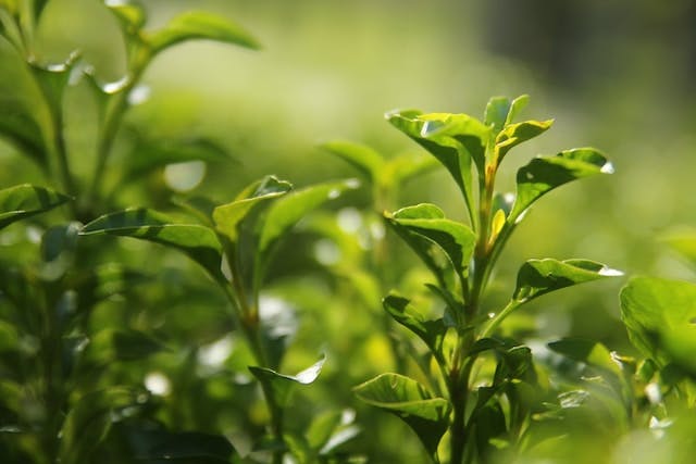 Green tea in close up photography